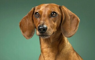 Dachshund Dog Guard Wallpaper
