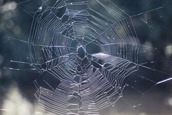 Spiders Cobweb Keywords Halloween Spooky Creepy Spider Web