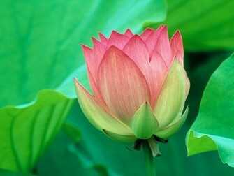 Beautiful Flowers Wallpaper News