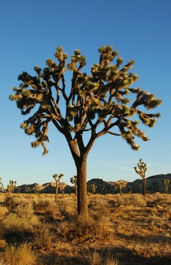 File Joshua Tree Np Jpg Wikipedia The