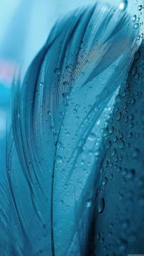 Feather Wallpaper Telefonos H Tt Rk Pek In