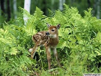 Photograf Whitetail Deer Wallpaper