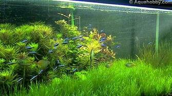 Tropical Fishes For Aquarium Aquariums Fish