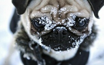 Funny Cute Pug Watch Online Pictures Dog Breeds For Your Mobile Phone