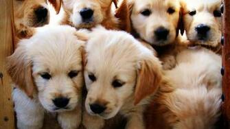 Free download Golden Retriever Puppies Wallpaper Hd 10 Wallpaper