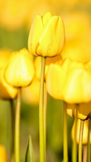 Elegant Yellow Flowers iPhone Wallpaper HD