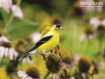 Birds And Blooms Wallpaper Pictures