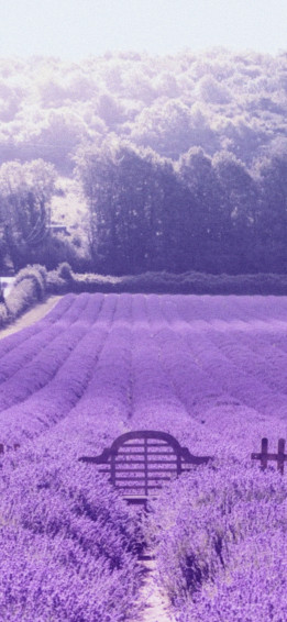 Aesthetic Lavender Wallpaper Light