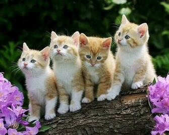 Cats And Kittens Dogs Puppies Image Wallpaper