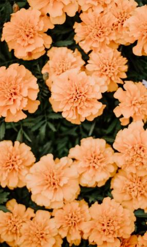 Fall Flowers Wallpaper Posted By Christopher Mercado