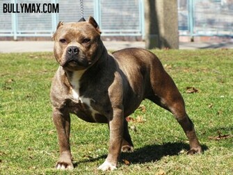 Pit Bull Wallpaper S