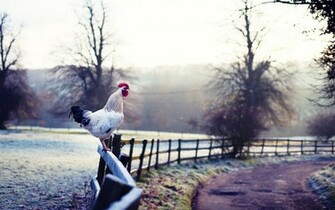 Nature Rooster Fence Road HD Wallpaper