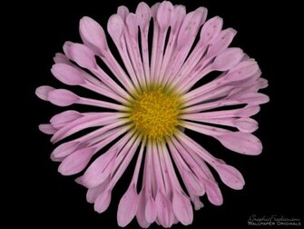 Flower Power Flowers Wallpaper