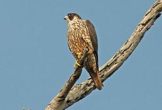 Bird Falcon Wallpaper HD