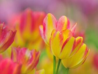 Yellow And Pink Wallpaper HD Pretty