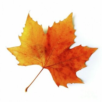 Autumn Photograph Fall Leaf By Carlos Caetano