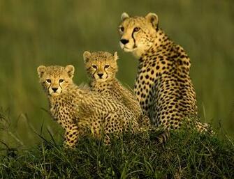 Family Wallpaper For iPhone Cheetah Pictures