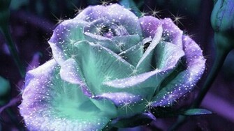Beautiful Pictures