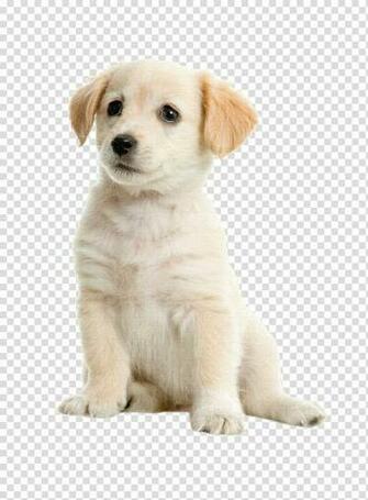 Labrador Retriever Golden Boston Terrier Puppy Pet