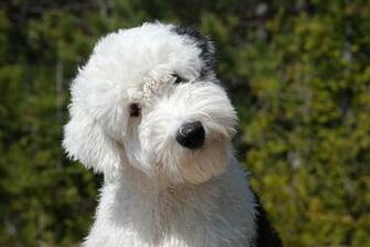 Old English Sheepdog Photo And Wallpaper Beautiful Cute