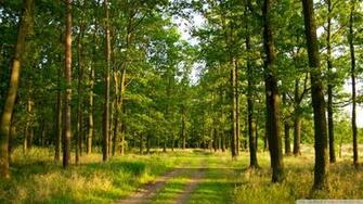 Summer Forest Wallpaper
