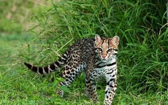 Ocelot Background
