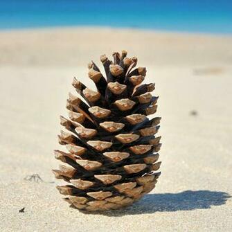 Pine Cone Wallpaper