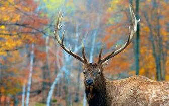 Elk Computer Wallpaper Desktop Background Id