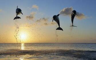 To Animals HD Wallpaper For Windows Next Image