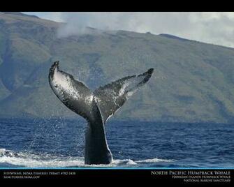 Hawaiian Islands Humpback Whale Desktop Wallpaper