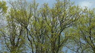 Spring Trees Wallpaper Nature