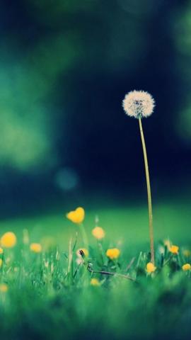 Cute Spring Summer Wallpaper Nature iPhone