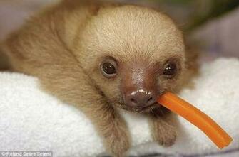 Good Company Apparel A Bunch Of Sloths Being Awesome