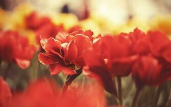 Flowers Macro Wallpaper HD