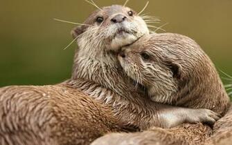Baby River Otter Wallpaper