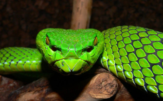 HD Snake Wallpaper Amazon Appstore For Android