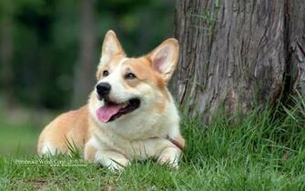 Corgi Dogs And Pembroke Welsh Puppies No Wallpaper