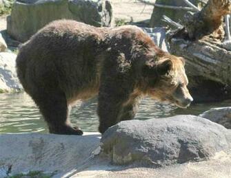 Kodiak Bear Pictures