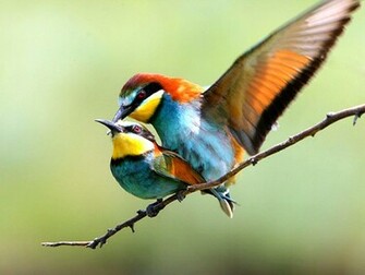 Cute Love Birds HD Wallpaper