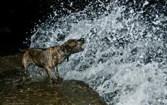 Picture Amstaff Dogs Animals