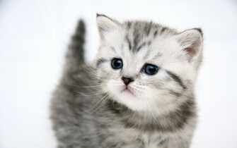 Cute Kitty Wallpaper