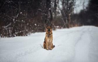 Wallpaper German Shepherd Road Snow Trees Dog
