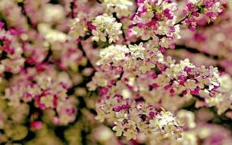 Winter Get Ready For Spring With These HD Wallpaper Androidguys