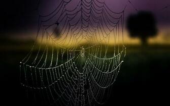 High Quality Spider Web Background Wallpaper Full HD