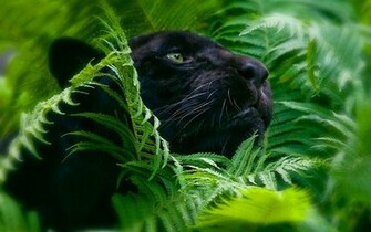 Big Cats Wallpaper Tags Panther The Leaves