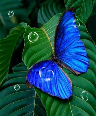 Butterfly Live Wallpaper Android Apps On Google Play