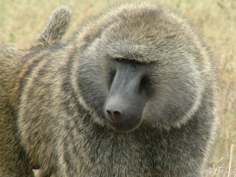 Baboon Photo Wallpaper