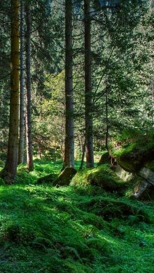 Wallpaper International Day Of The Forest World