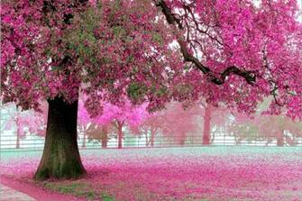 3d Giant Sakura Tree Romantic Simple Scenery Wallpaper Murals