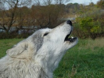 Pin Gray Wolf Wallpaper Pictures Hairstyles On